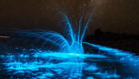 Bioluminescence Sea Sparkle Noctiluca by BlackPaw Photography